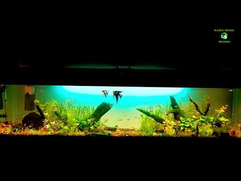 600 - ლიტრიან აკვაში ცვლილებებია / Changes in 600 liters aquarium